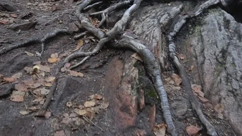 Walking through the forest with an overview of the land with tree roots 動画素材 169383682
