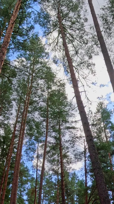 Walking through forest path among pine trees Stock Footage 320227764