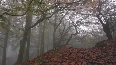 Walking Through a Forest Path Covered in Autumn Leaves into the Mist 動画素材 293588845