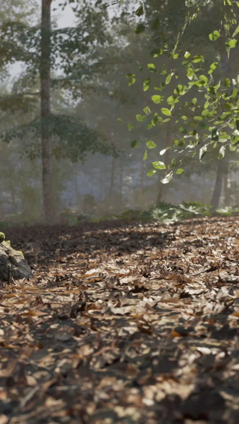 Walking through a forest path with falling leaves in autumn daytime Stock Footage 342109169