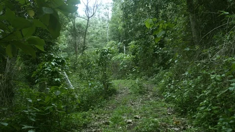 Walking through a forest path with greenery all around Видео 90948543