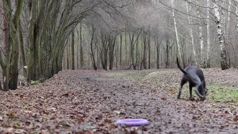 Walking through a forest path with leaves and a disc on the ground Stock Footage 323212554