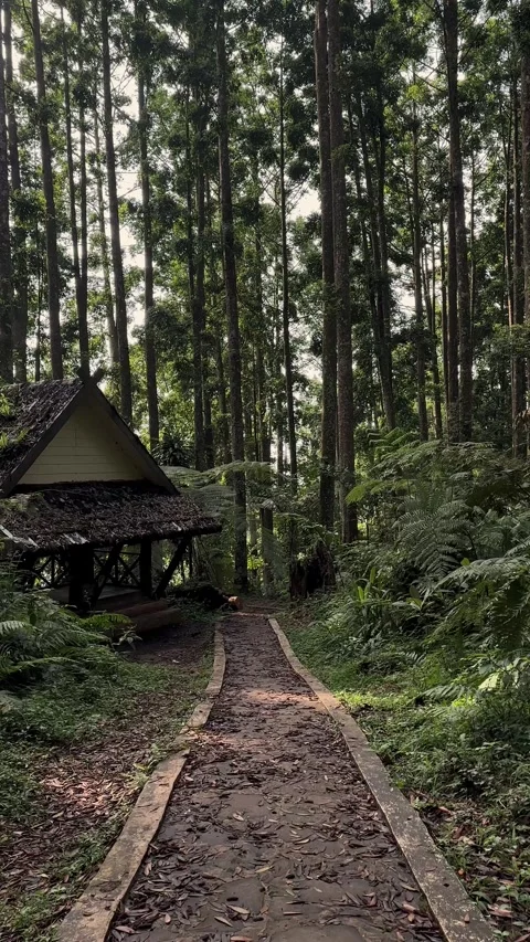 Walking Through Forest Path Past Rustic Hut, Green Woods, Vertical Shot Stock Footage 321104731