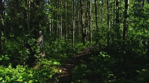 Walking through Forest Path by River in Alaska Stock Footage 11521977
