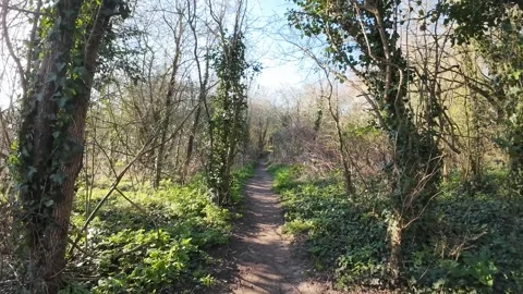 Walking Through a Forest Path on a Sunny Day Stock Footage 306135504
