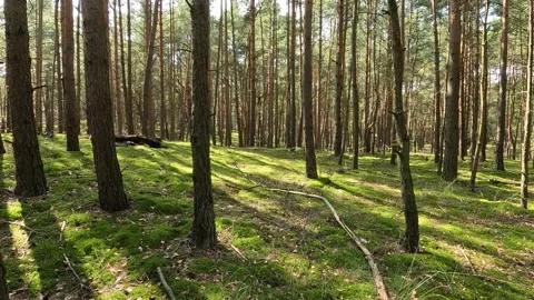 Walking through a forest off the path on a sunny day with trees casting sha.. Stock Footage 319495591