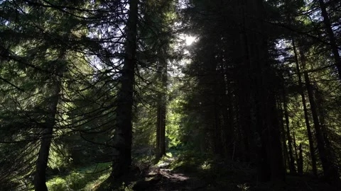 Walking through a forest path surrounded by tall trees in daylight Stock Footage 327445825