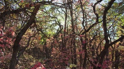 Walking through forest perspective with bright pink yellow leaves and sun flare Stock-Footage 194449598