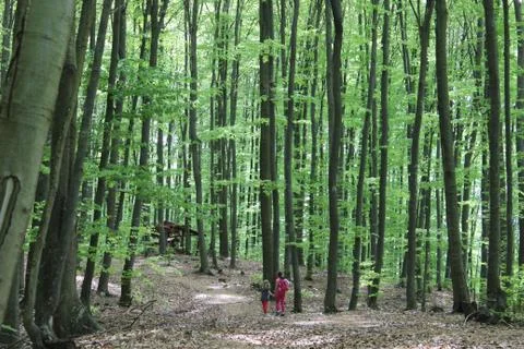 Walking through the forest. Stock Photos