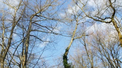 Walking through a forest.  POV SHOT. Stock Footage 105249567