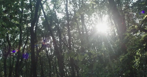 Walking through a forest with the setting sun peaking through Stock Footage 230630726