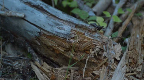 Walking through forest slow motion Stock Footage 27526871