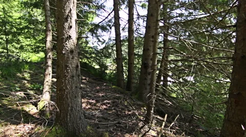 Walking through forest, steady cam shot. Personal perspective of walking Vídeos de archivo 52421388