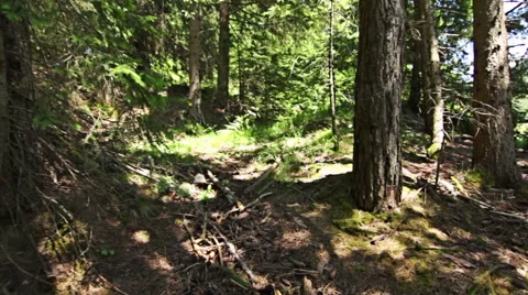 Walking through forest, steady cam shot. Personal perspective of walking Stockbeeldmateriaal 52421412