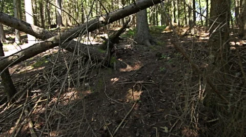 Walking through forest, steady cam shot. Personal perspective of walking Stock Footage 52421416