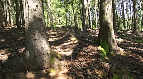 Walking through forest, steady cam shot. Personal perspective of walking 库存影片 52421423