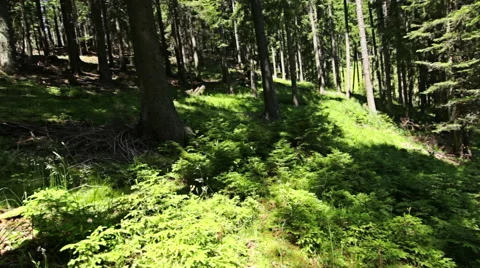 Walking through forest, steady cam shot. Personal perspective of walking Video stock 52421467