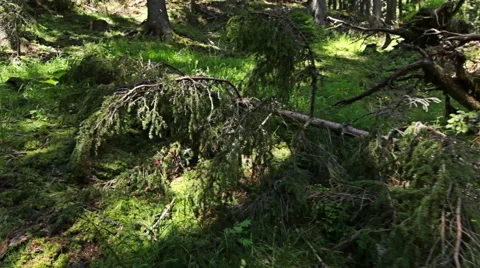 Walking through forest, steady cam shot. Personal perspective of walking Stock-Footage 52421740