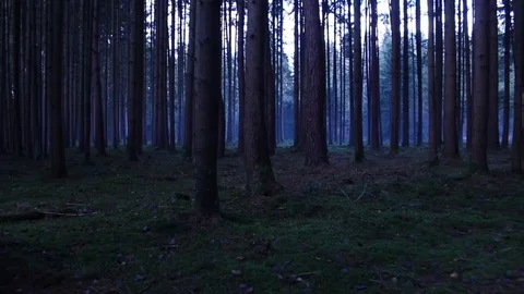 Walking through the forest steadycam shot at dusk dark setting and ambience Stock Footage 71204470