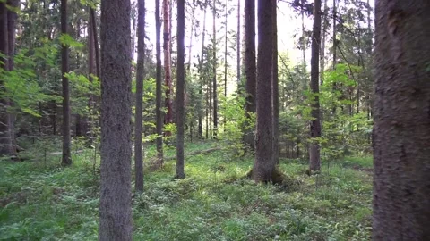 Walking Through Forest In Summer Stock Footage 91353503