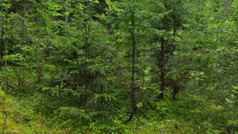 Walking through forest in summer Video stock 95940181