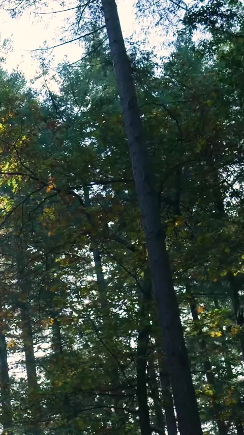 Walking through a forest with sun flare Stock Footage 327109085