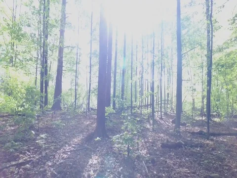 Walking through the forest with the sun shining through the trees Stock Footage 76438704