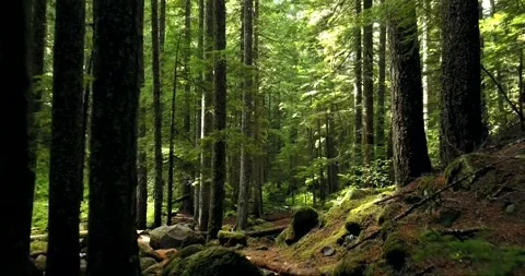 Walking through the forest on a sunny day Stock Footage 242396924