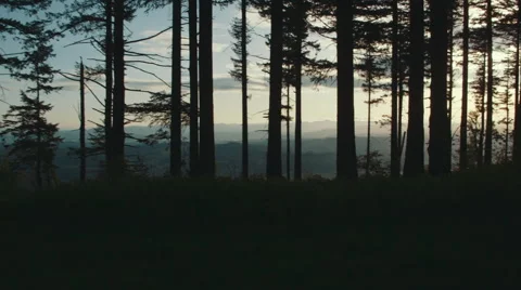Walking Through the Forest at Sunset Stock Footage 40347505