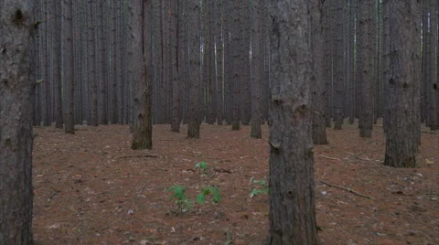 Walking through a forest of tall pines stabilized with ronin Stock Footage 55683906