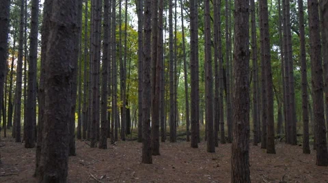 Walking through the forest of tall pines in Ohio Stock Footage 55684579