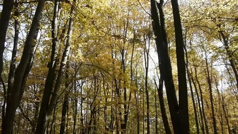 Walking Through the Forest Through the Autumn Forest Thin Trunks Stock Footage 97238322