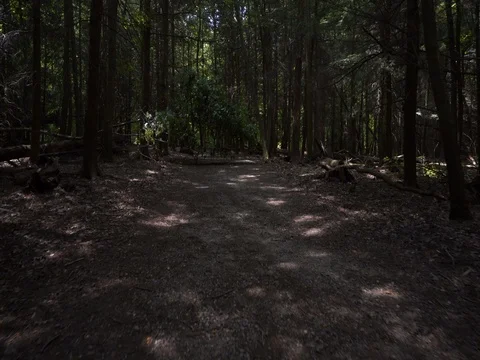 Walking through forest towards fallen tree Video stock 82723541