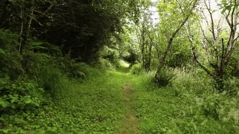 Walking through a forest trail Stock-Footage 158045771