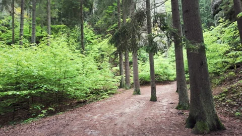 Walking through a forest trail in Hruba Skala, Bohemian Paradise Video stock 337717681