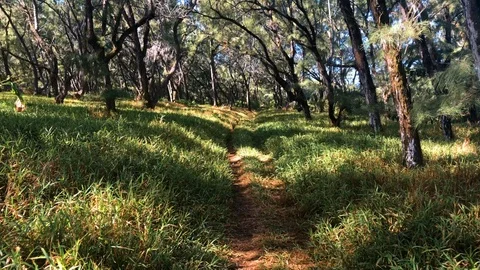 Walking through the forest trail in Mauritius Video stock 114557230