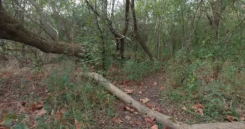 Walking Through Forest Trail Over Dirt Path And Small Hill First Person View 스톡 동영상 88950861