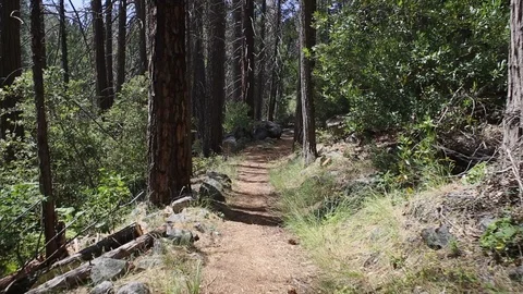 Walking through a forest trail POV Stock Footage 120562683