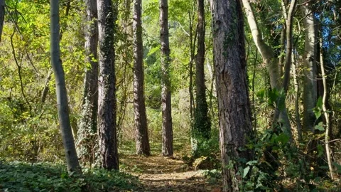 Walking Through Forest Trees with Sunlight Shining Between Trunks Stock Footage 320735919