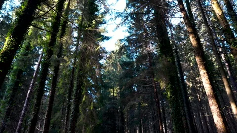 Walking Through Forest Upward View Video stock 329542184