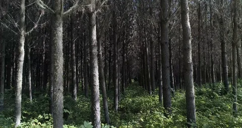 Walking through a forest - Victoria, Chile Stock Footage 124859094