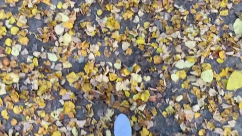 Walking through the forest, walking through the autumn leaves Stock Footage 139999864