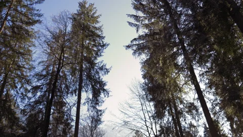 Walking through forest while looking into the trees Stock Footage 147503438