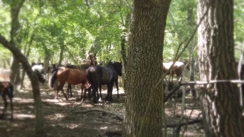 Walking through forest with wild horses Stock Footage 202206000