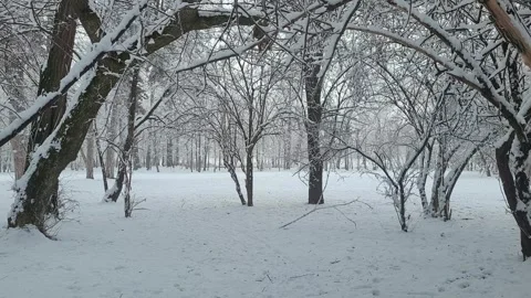 Walking through the forest in winter Stock Footage 262568696