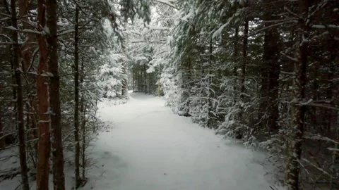 Walking through the forest in winter Stock Footage 275294813
