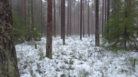 Walking through a forest in winter Stock Footage 301548830
