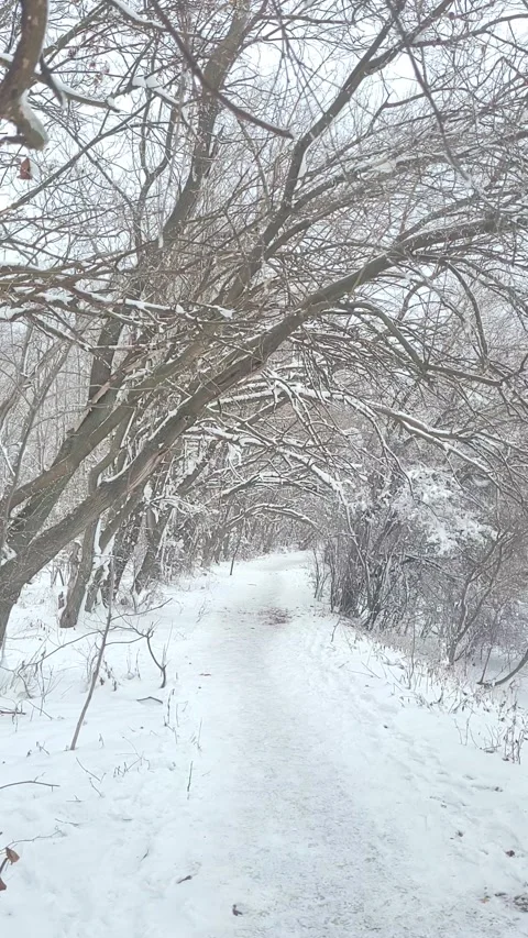 Walking through the forest in winter, vertical view Stock Footage 262883310