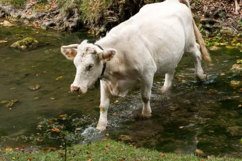 Walking through the forest you can find cows how are you Stock Photos