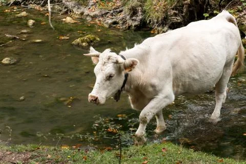Walking through the forest you can find cows how are you Foto stock